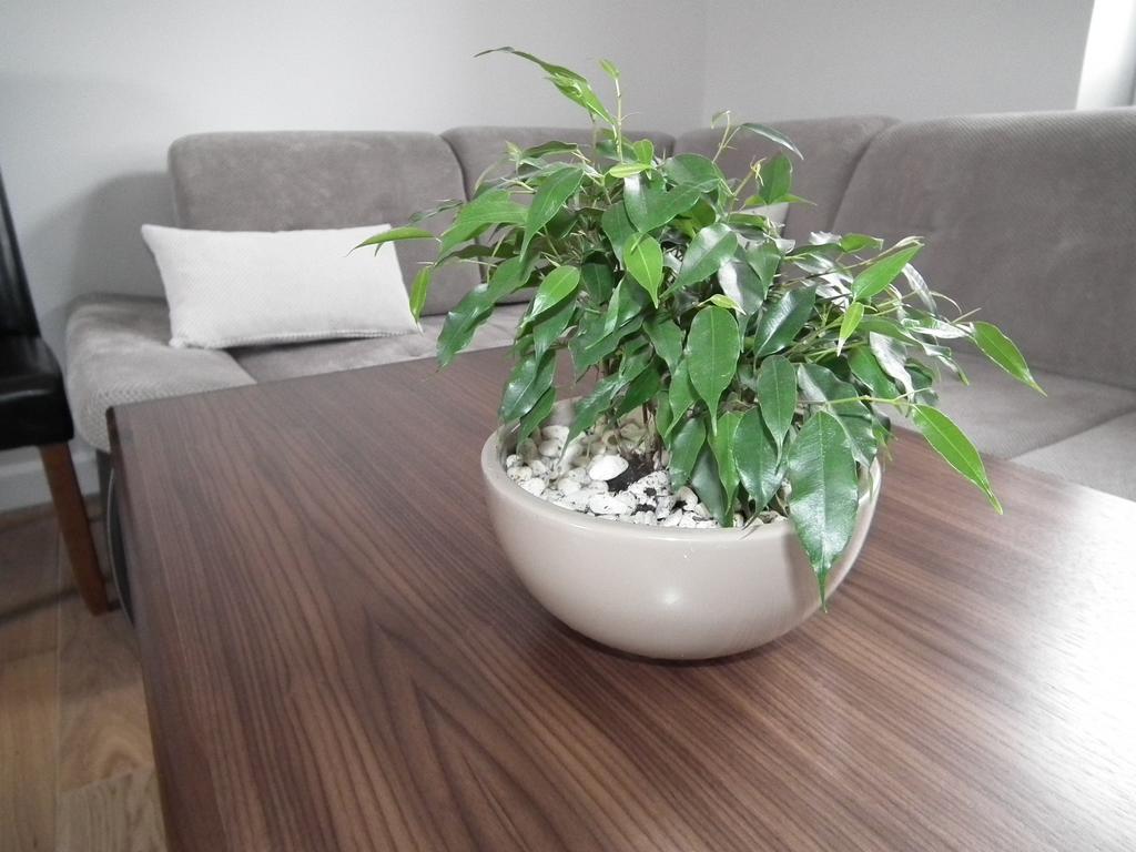 Apartmán Pod Modrzewiami Krynica-Zdrój Exteriér fotografie